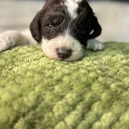 Tan - Frost - Parti male Goldendoodle puppy in Cleveland, Georgia from The O.G. Doodles
