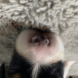 Zero - Australian Shepherd puppy in Poway, California from Side Tongue Shepherds