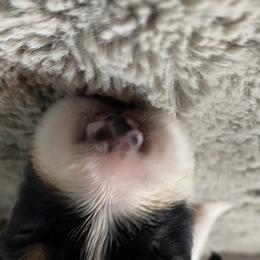 Zero - Australian Shepherd puppy in Poway, California from Side Tongue Shepherds