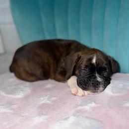 Girl 2 - Brindle female Boxer puppy in Prestonsburg, Kentucky from Bre’s Boxers
