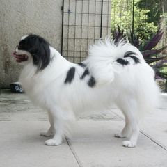 MIRA - Japanese Chin