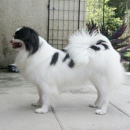 MIRA - Japanese Chin