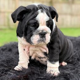 Pippy - Black tri-color female Bulldog puppy in Rockledge, Florida from BV Bulldogs