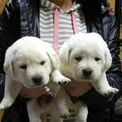 Labrador Retriever Puppies from Starlight Labradors