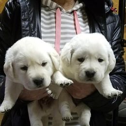 Labrador Retriever Puppies from Starlight Labradors