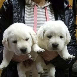 Labrador Retriever Puppies from Starlight Labradors