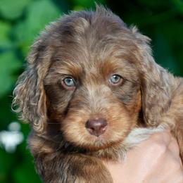Neville - male Golden Mountain Doodle puppy in Murray, Utah from Good Looking Dogs