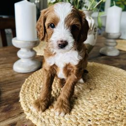 Pax - Red male Cavapoo puppy in Aiken, South Carolina from Cavapoos of the Carolinas