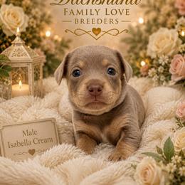 Jagger - Fawn (isabella) and cream male Dachshund puppy in Chino Valley, Arizona from Dachshund Family Love Breeders