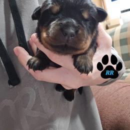 Lilac - Black and mahogany female Rottweiler puppy in Tangent, Oregon from Raya's Royals