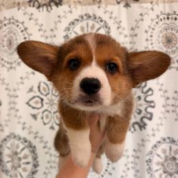 Fern - Red male Pembroke Welsh Corgi puppy in New Port Richey, Florida from Spots and Sploots
