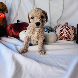 Caramel - Cream female Goldendoodle puppy in Cedartown, Georgia from Loyal Doodles