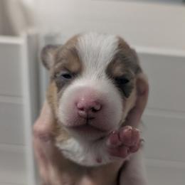 Bluie sable (dilute)boy - Sable and white male American Corgi puppy in Loretto, Kentucky from Duncan's Border Collies and Corgis