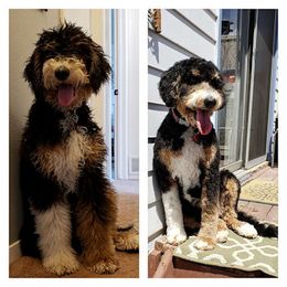 Bernedoodle and Labradoodle All Grown Up from Linder Labradoodles