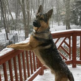 Loki - German Shepherd