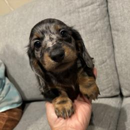 Dachshund Puppies from Oscar Meyer’s Weenies