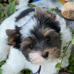 Lily - Parti female Yorkshire Terrier puppy in Independence, Missouri from Moonbabies Yorkies