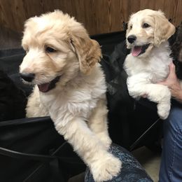 Goldendoodle and Bearded Retriever Puppies from Emma Lee Doodles