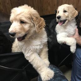 Goldendoodle and Bearded Retriever Puppies from Emma Lee Doodles