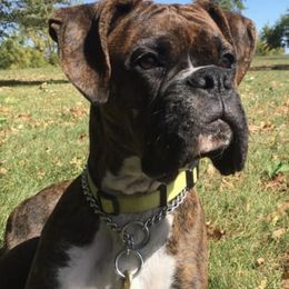 Boxer All Grown Up from Good Breeders