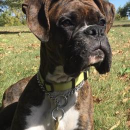 Boxer All Grown Up from Good Breeders