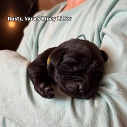 Rusty - Black male Labrador Retriever puppy in Owosso, Michigan from Bennington Retrievers