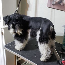 Murphy - Miniature Schnauzer