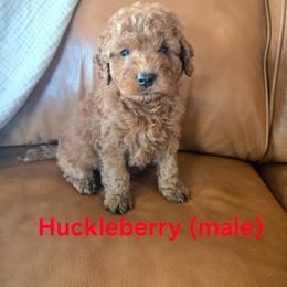 Huckleberry - Red  male Goldendoodle puppy in Mohnton, Pennsylvania from Stony Meadow Puppies