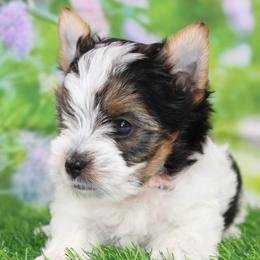 Jasper 3750 - Black tan and white male Biewer Terrier puppy in Ambrose, Georgia from Southern Star Biewer Terriers