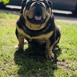 Bulldog puppies from Bomb City Bulldogs