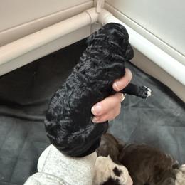 Peter - Black male Goldendoodle puppy in Rome, Georgia from Victoria’s Designer Doodles