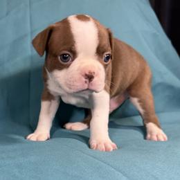 Kris Kringle - Red male Boston Terrier puppy in Kingsport, Tennessee from Dreamweaver Bostons