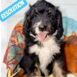 Resolution - Tri-color male Bernedoodle puppy in Beecher, Illinois from Erica’s Doodles