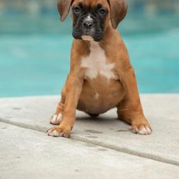 Blue - Fawn female Boxer puppy in Georgia from Stephanie’s Boxers