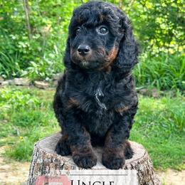 Uncle Fester Addams - male Australian Mountain Doodle puppy in Corydon, Indiana from Ridgeline Doodles