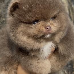 Pomeranian Puppies from Cascade Pomeranians