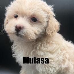 Mufasa - Cream male Maltipoo puppy in Georgia/Florida, Florida from Fiesta Pups