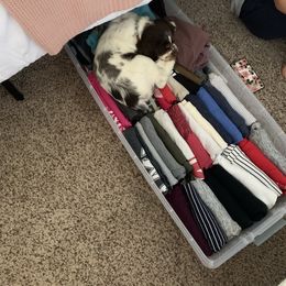 English Springer Spaniel Puppies from RoseMarie James Springer Spaniels