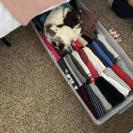 English Springer Spaniel Puppies from RoseMarie James Springer Spaniels