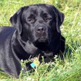Labrador Retrievers from Carriage Hill Labs