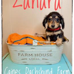 Zahara - Blue and cream female Dachshund puppy in Cincinnati, Ohio from Caines Dachshund Farm
