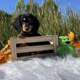 Cilantro - Black and tan female Dachshund puppy in Alice, Texas from Crimson’s longhair Dachshunds