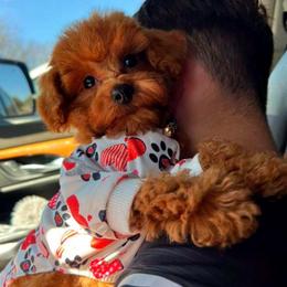 ROLEX - Red male Maltipoo puppy in Sugar Land, Texas from Celebrity Maltipoos