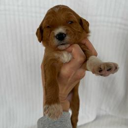 PAPAYA - Apricot female Goldendoodle puppy in Independence, Oregon from Ankeny Doodles