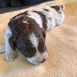 Ducati -- join our litter list - Brown roan male Lagotto Romagnolo puppy in Santa Fe, New Mexico from Raven Meadow Ranch