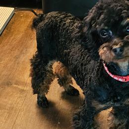 Maxx - Poodle