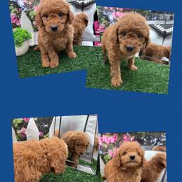 Bert - Apricot male Goldendoodle puppy in Wayland, New York from Loris Pampered Pooches💕