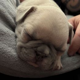 Sunny - Blue fawn male French Bulldog puppy in West Hempstead, New York from Long Island Frenchie