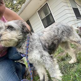Silver - Aussiedoodle