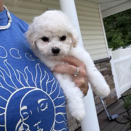 Pink girl - White female Bichon Frise puppy in Miller Place, New York from Doriann Bichons
